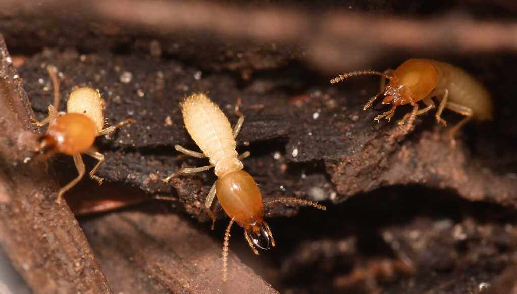 Why Pest and Termite Control Should Be Part of Your Annual Home Maintenance