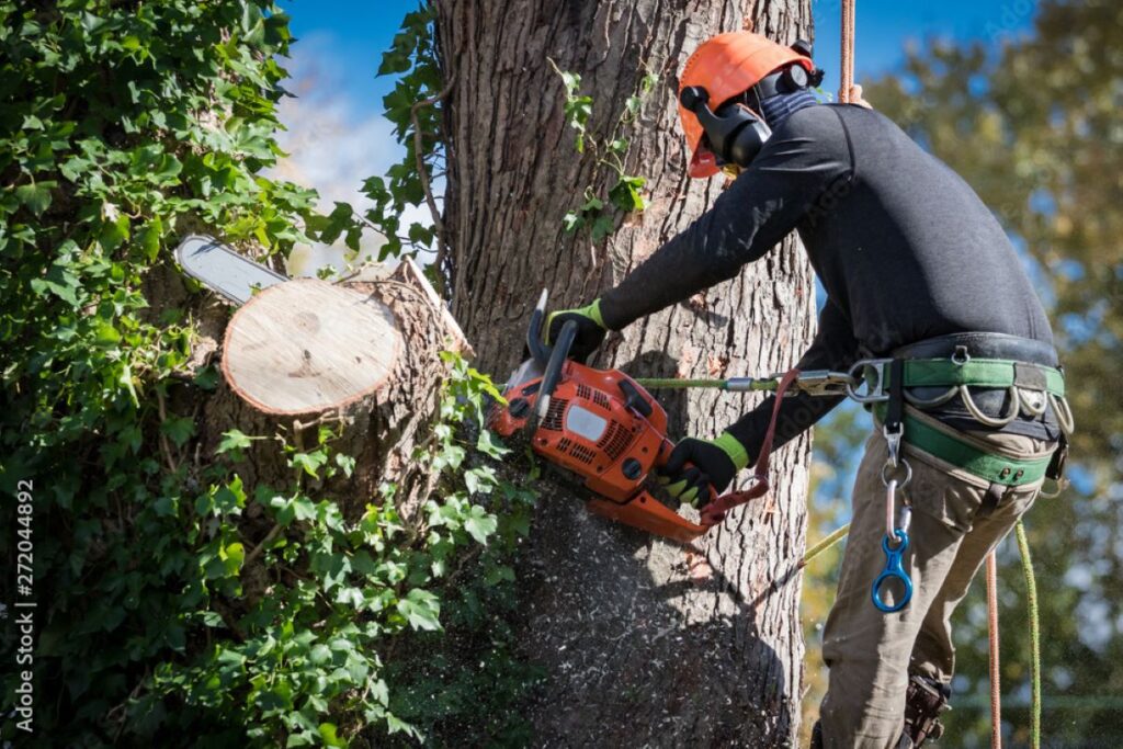 tree removal company