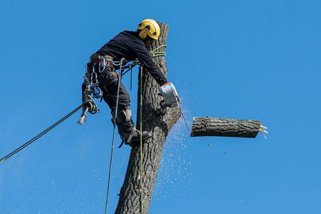 tree removal near me
