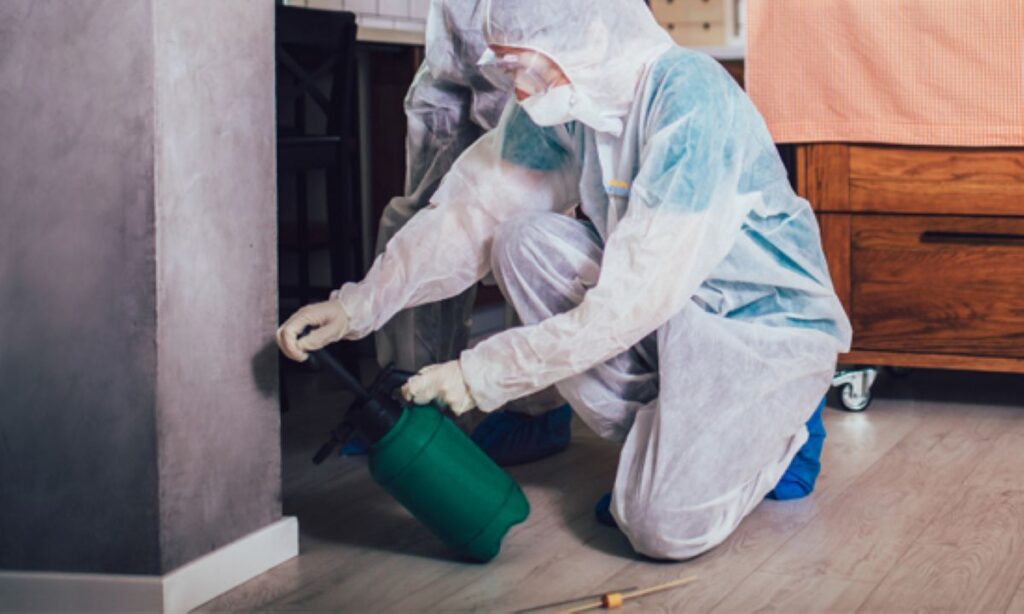 same day pest control